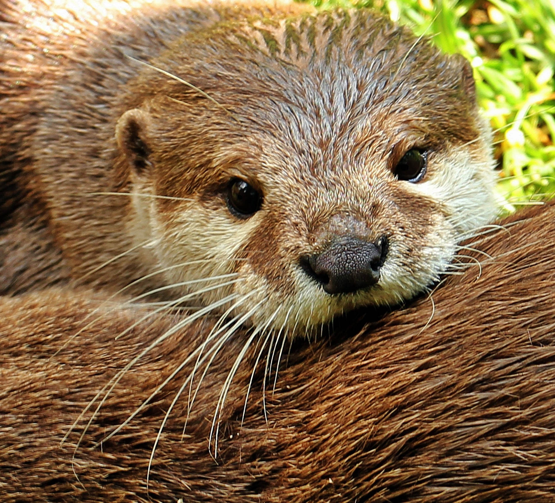 Une loutre