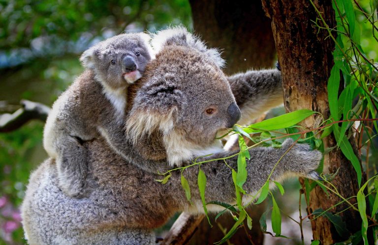 Une mère koala portant son petit sur le dos