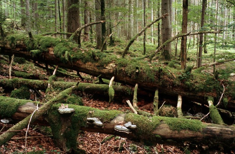 Il legno morto è indispensabile per la sopravvivenza di molti animali.
