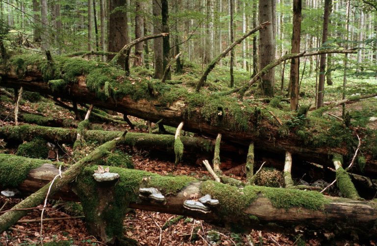 Totholz ist für viele Tiere wichtig zum Überleben.