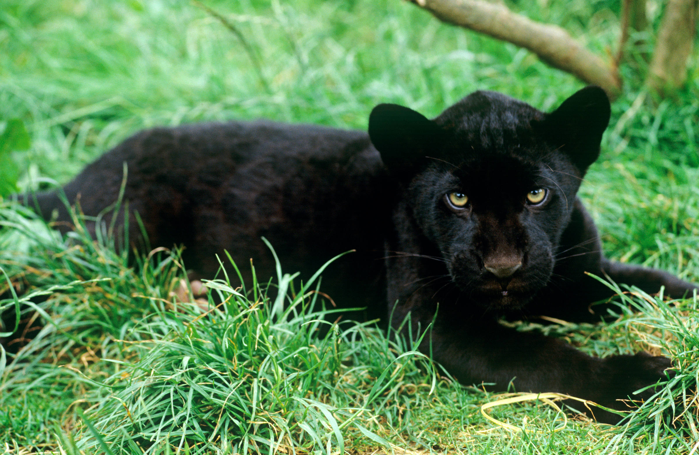 Tierlexikon Jaguar WWF Panda Club