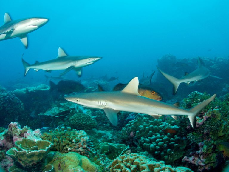 Giovani squali grigi del Reef