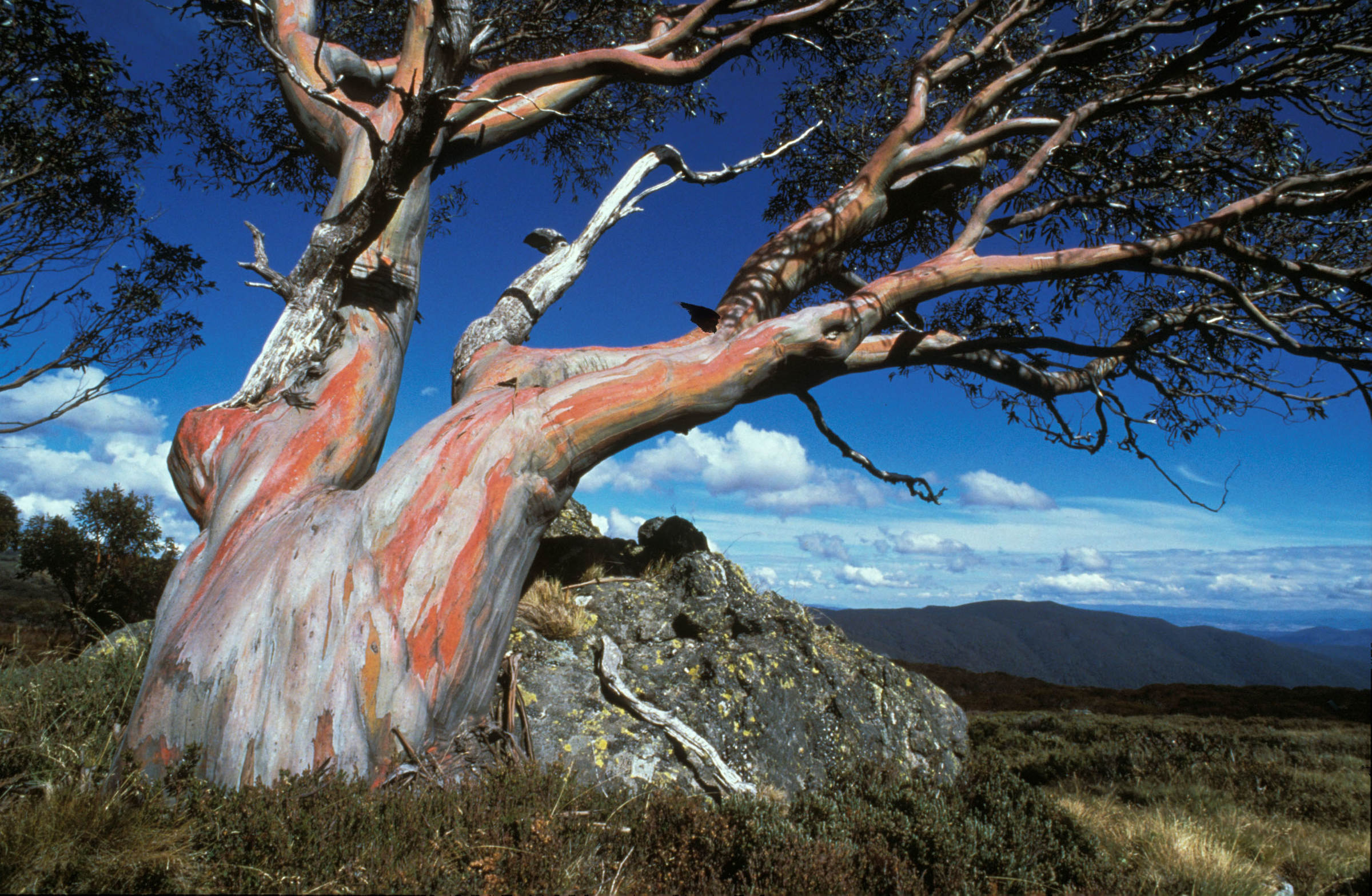 Un eucalyptus dans le parc national Victoria, en Australie