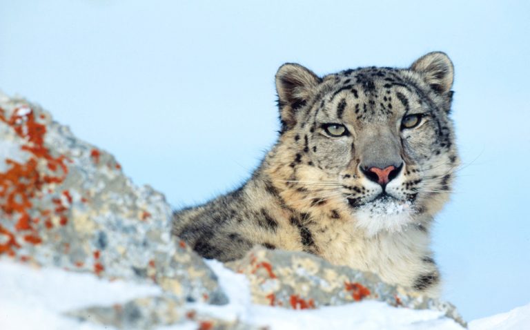 Une Panthère des neige