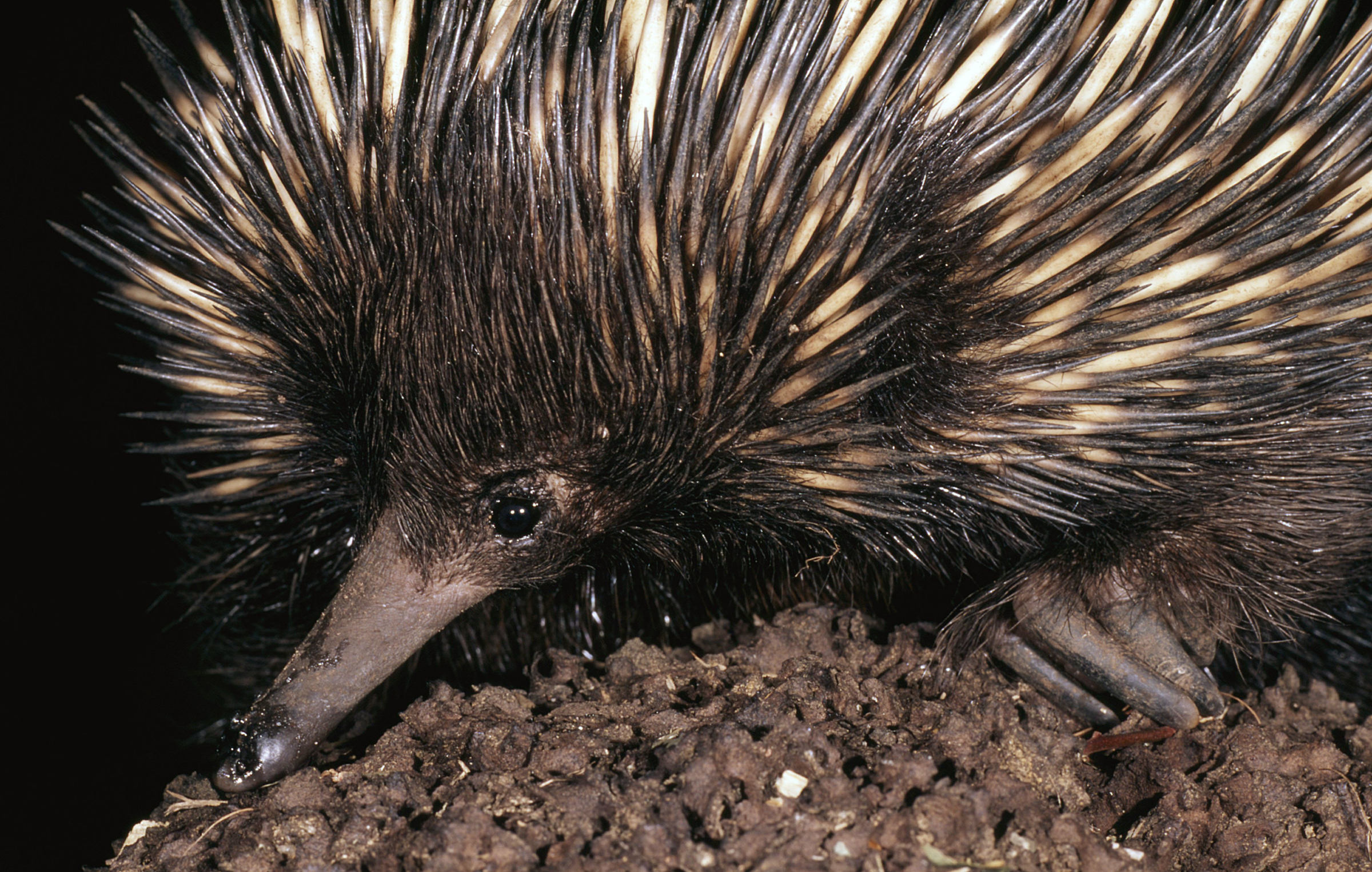 L'échidné à nez court, ou échidné australien, est un mammifère vivant pratiquement sur tout le « continent » australien.