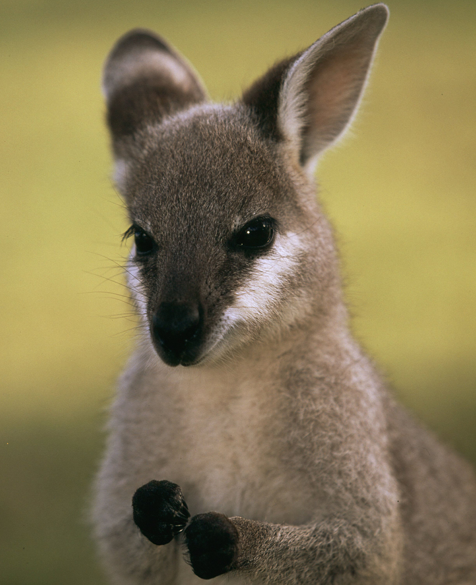 Wallaby