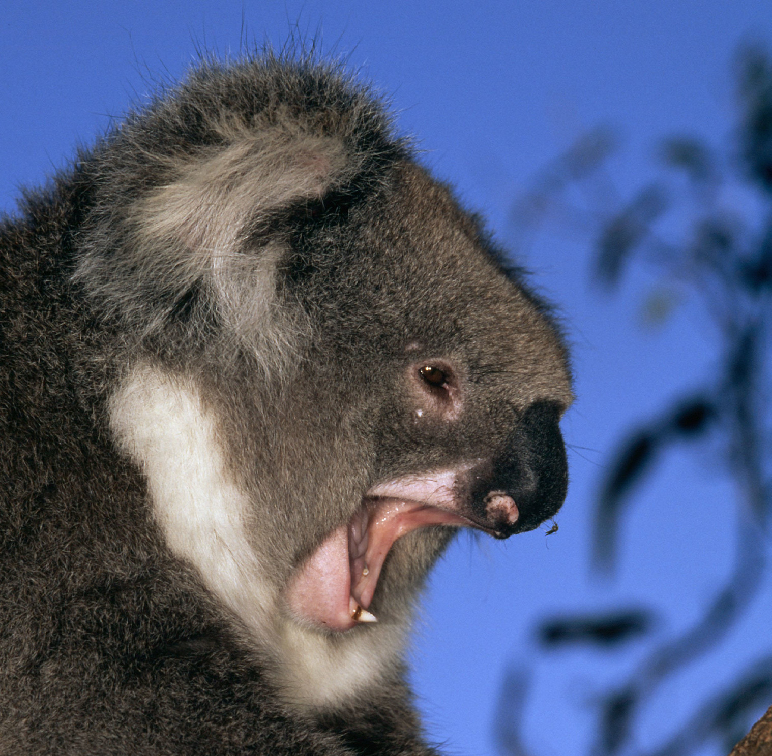 Un koala en train de bâiller.
