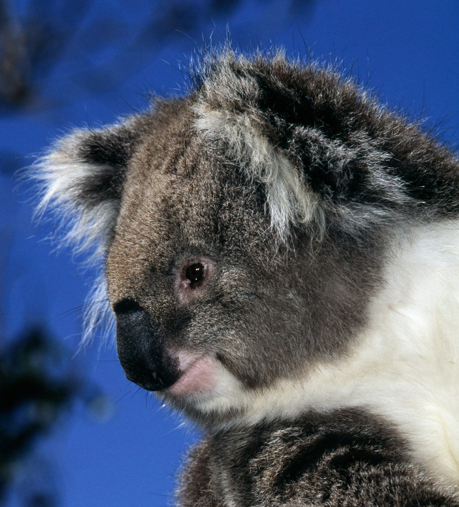 Un koala
