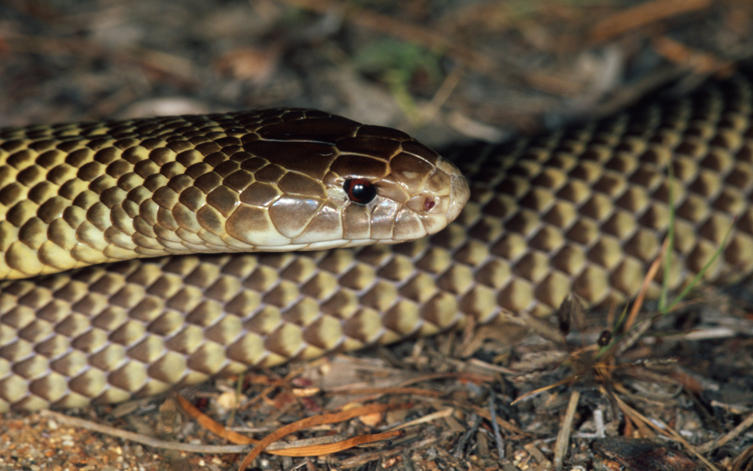Le Serpent de la Mulga, est une espèce de serpents de la famille des Elapidae.