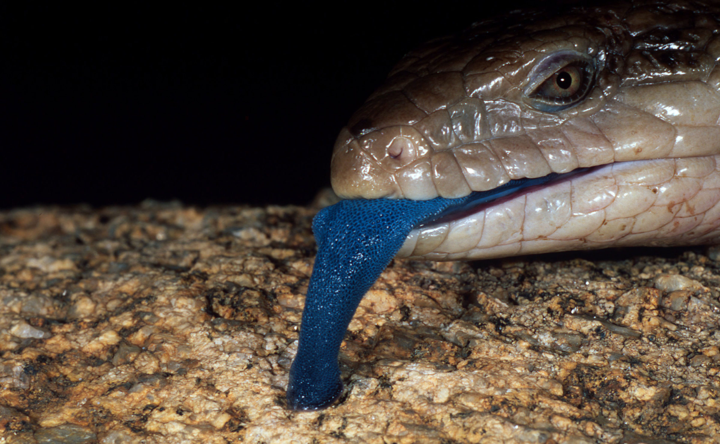 Un scinque à langue bleue de l'Australie centrale