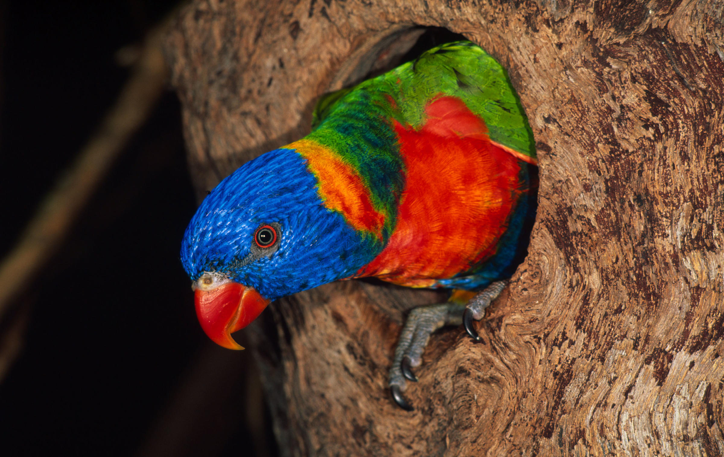 Le loriquet arc-en-ciel est une espèce d'oiseaux originaire de l'est de l'Australie.