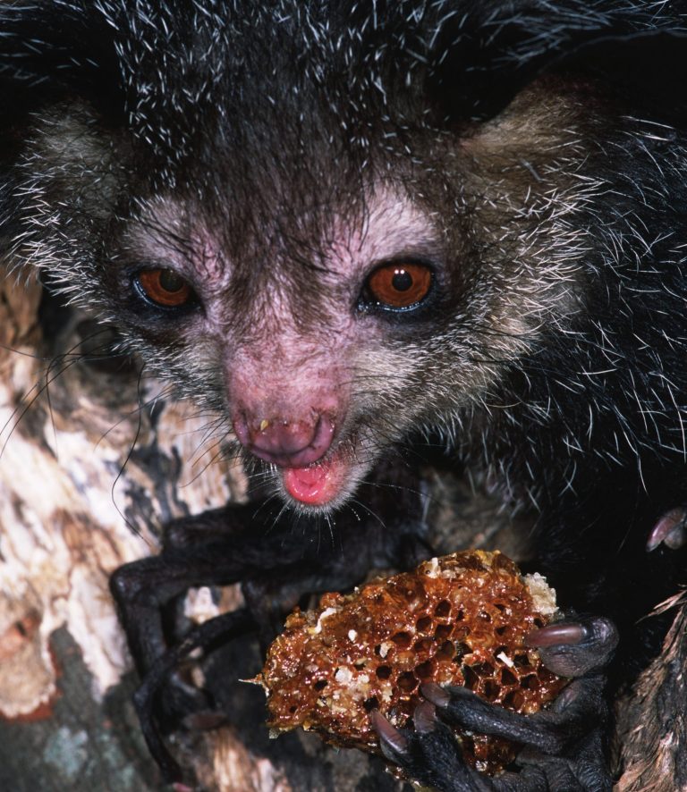 Aye-Aye mentre mangia