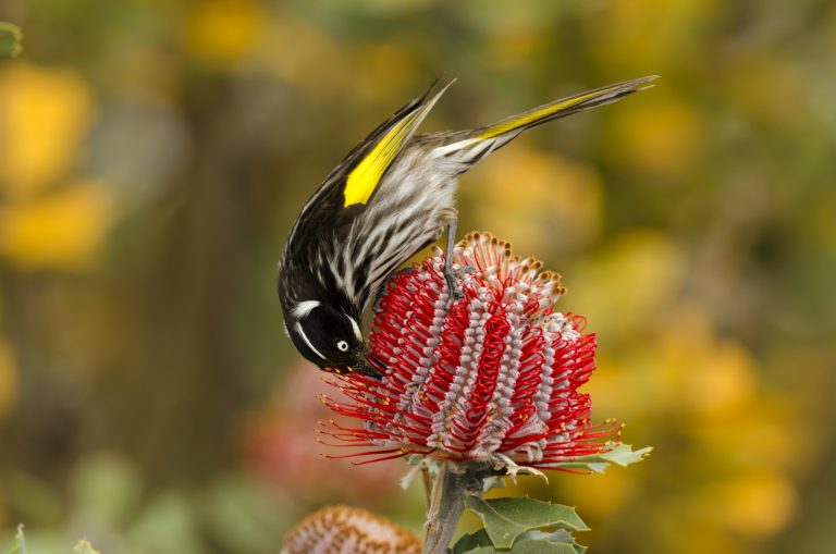 Ein Weissaugen-Honigfresser holt Nektar aus einer Blüte