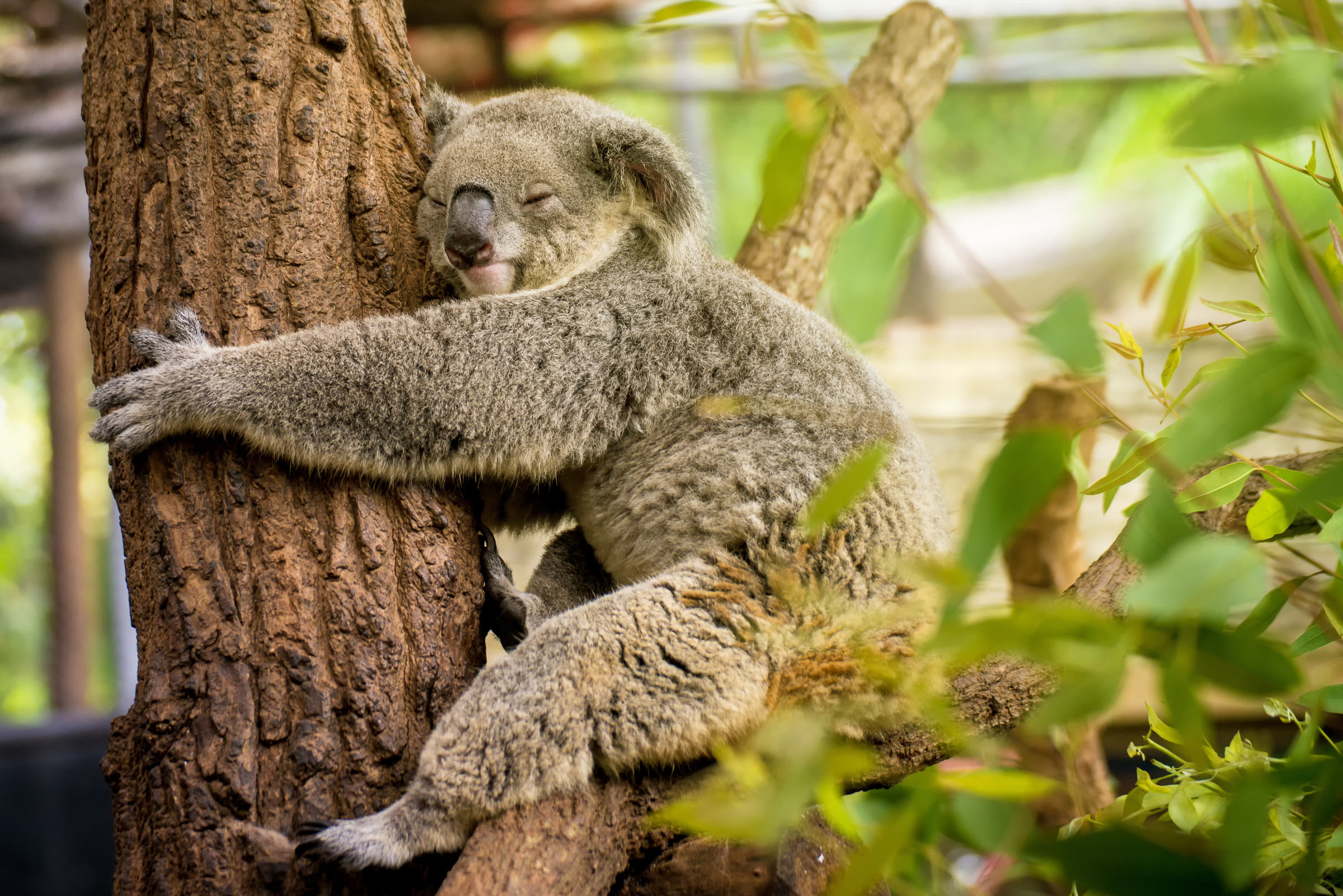 Un koala en train de dormir