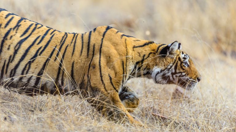 Un tigre du Bengale en pleine chasse