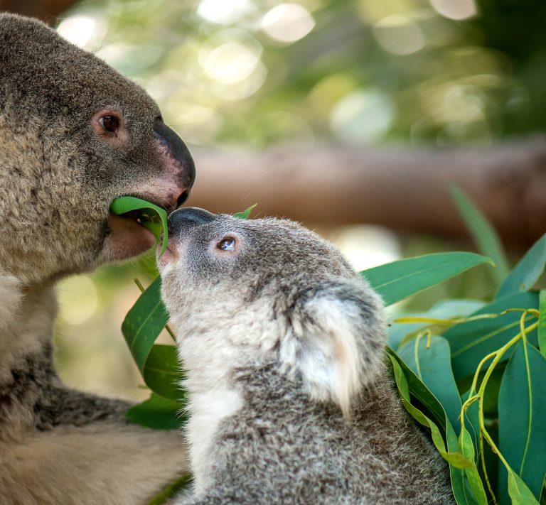 Eine Koalamutter und ihr Junges fressen Eukalyptusblätter.