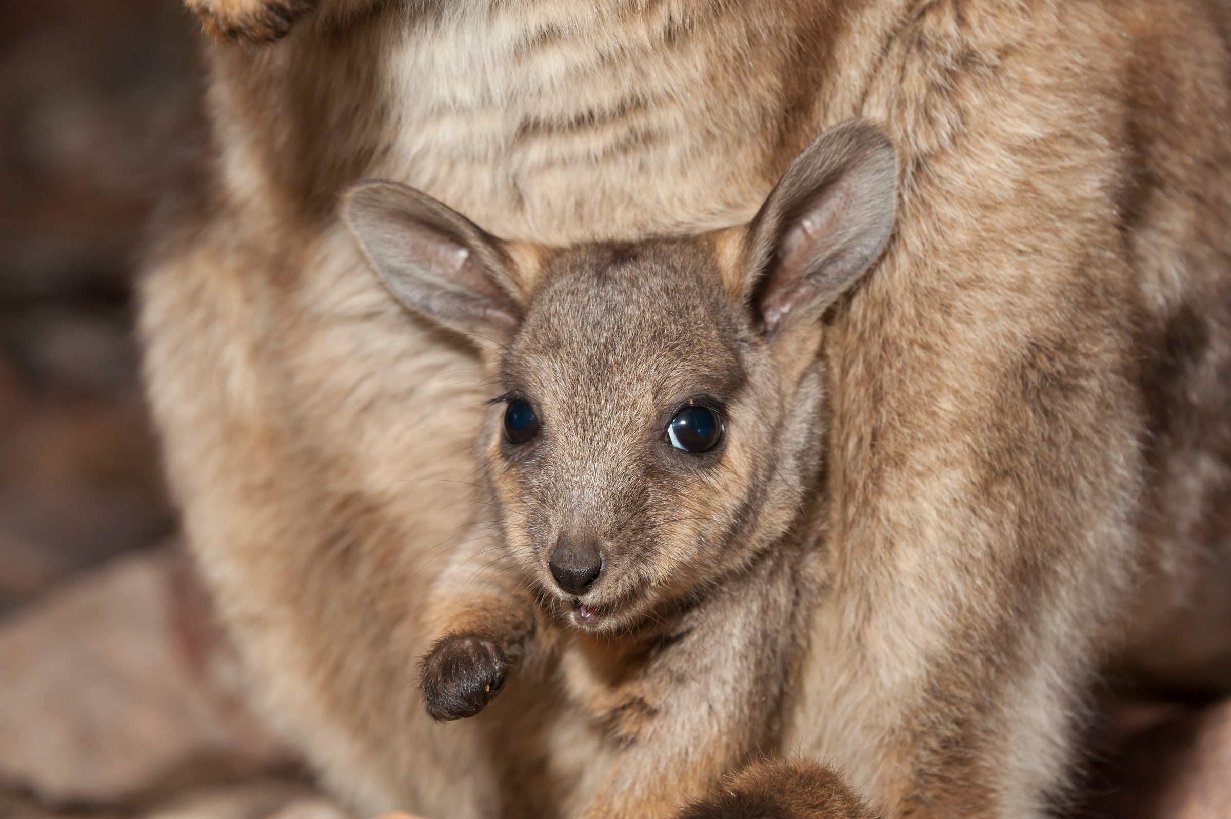 Un petit wallaby à Alice Springs, en Australie