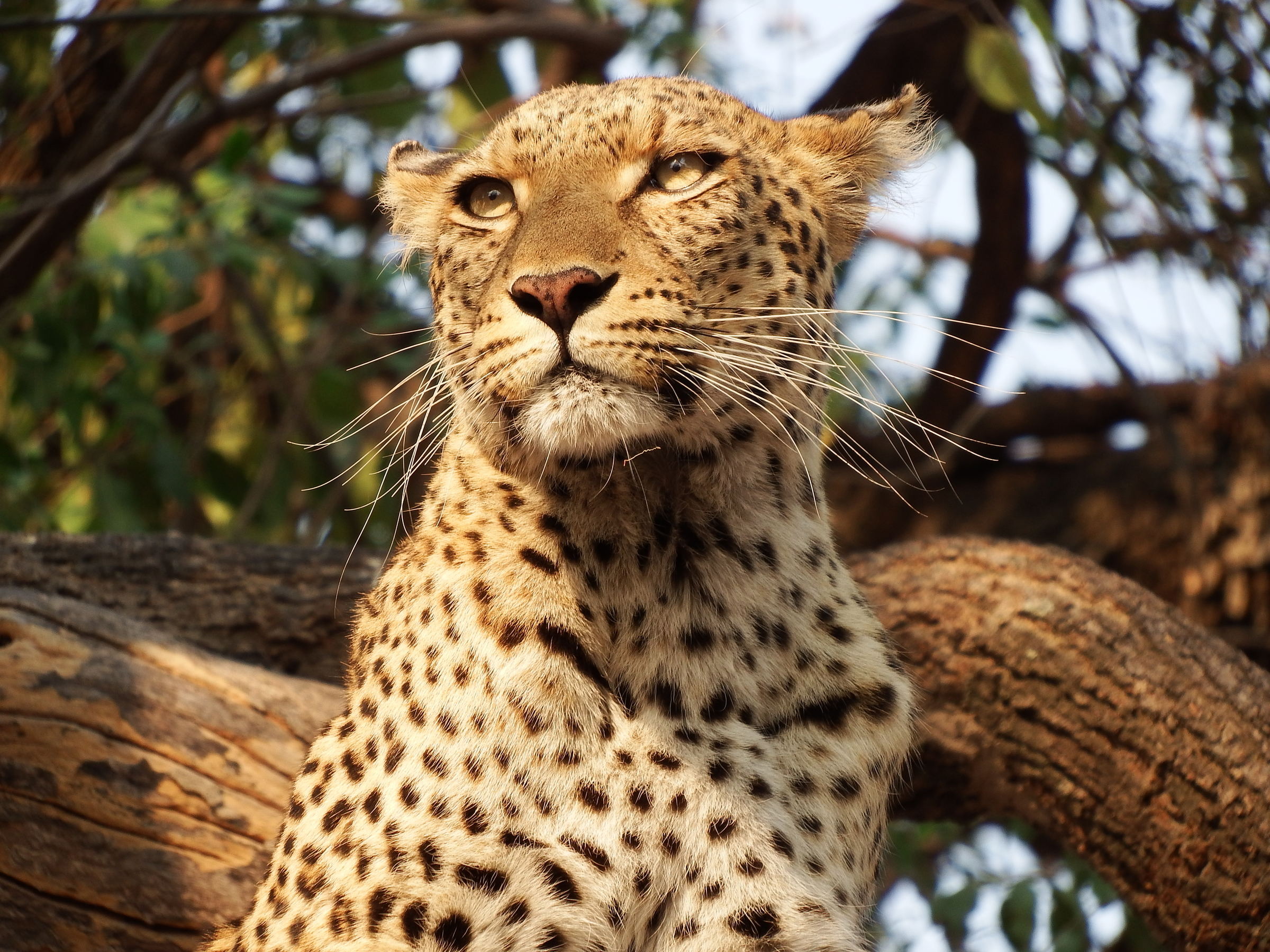 Leopardo in Botswana