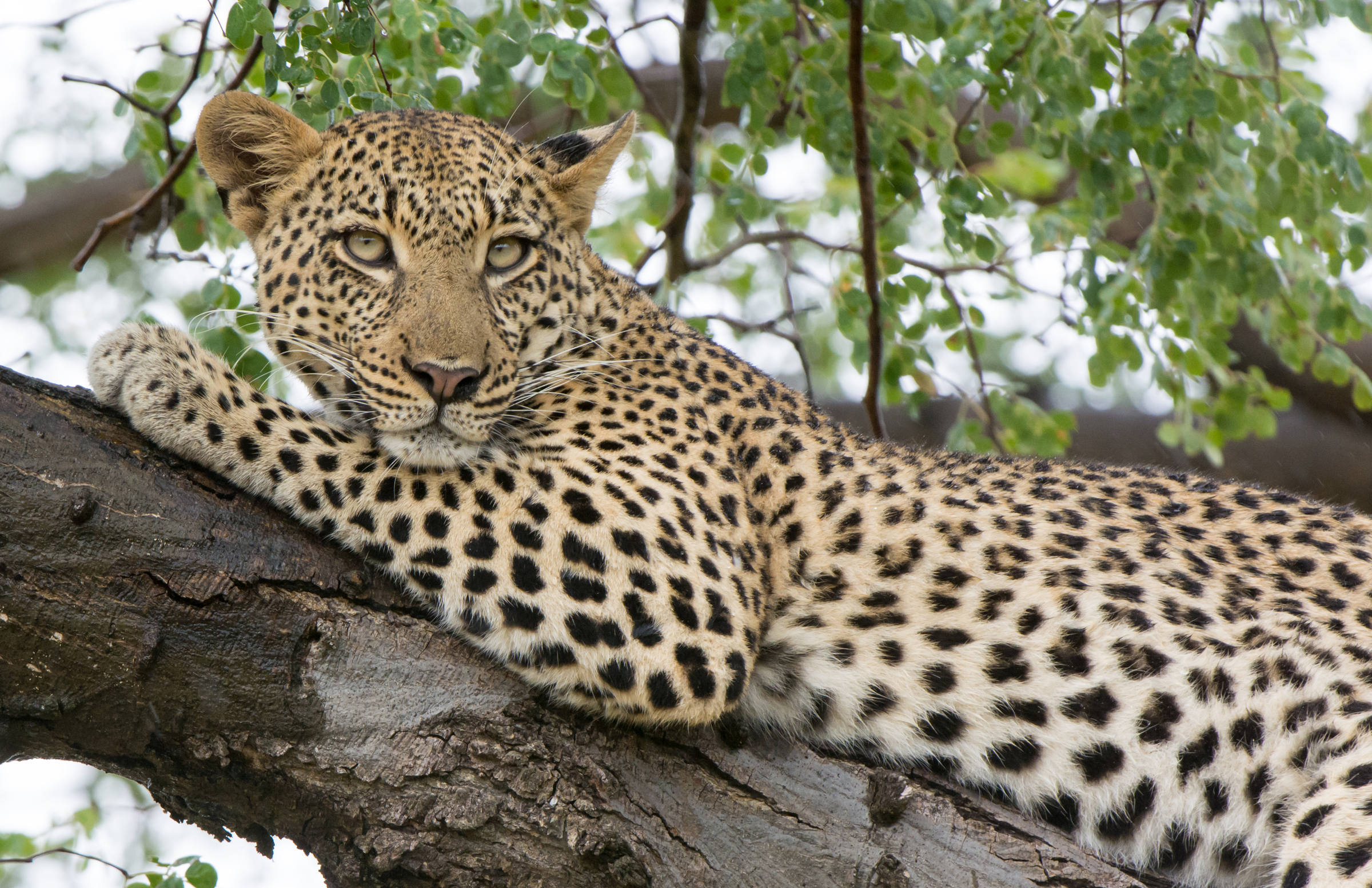 Un léopard au Botswana