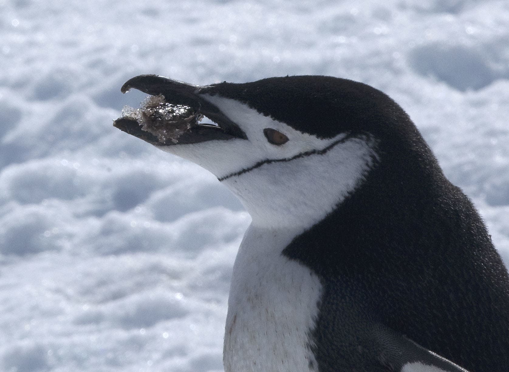 Pigoscelide antartico con cibo