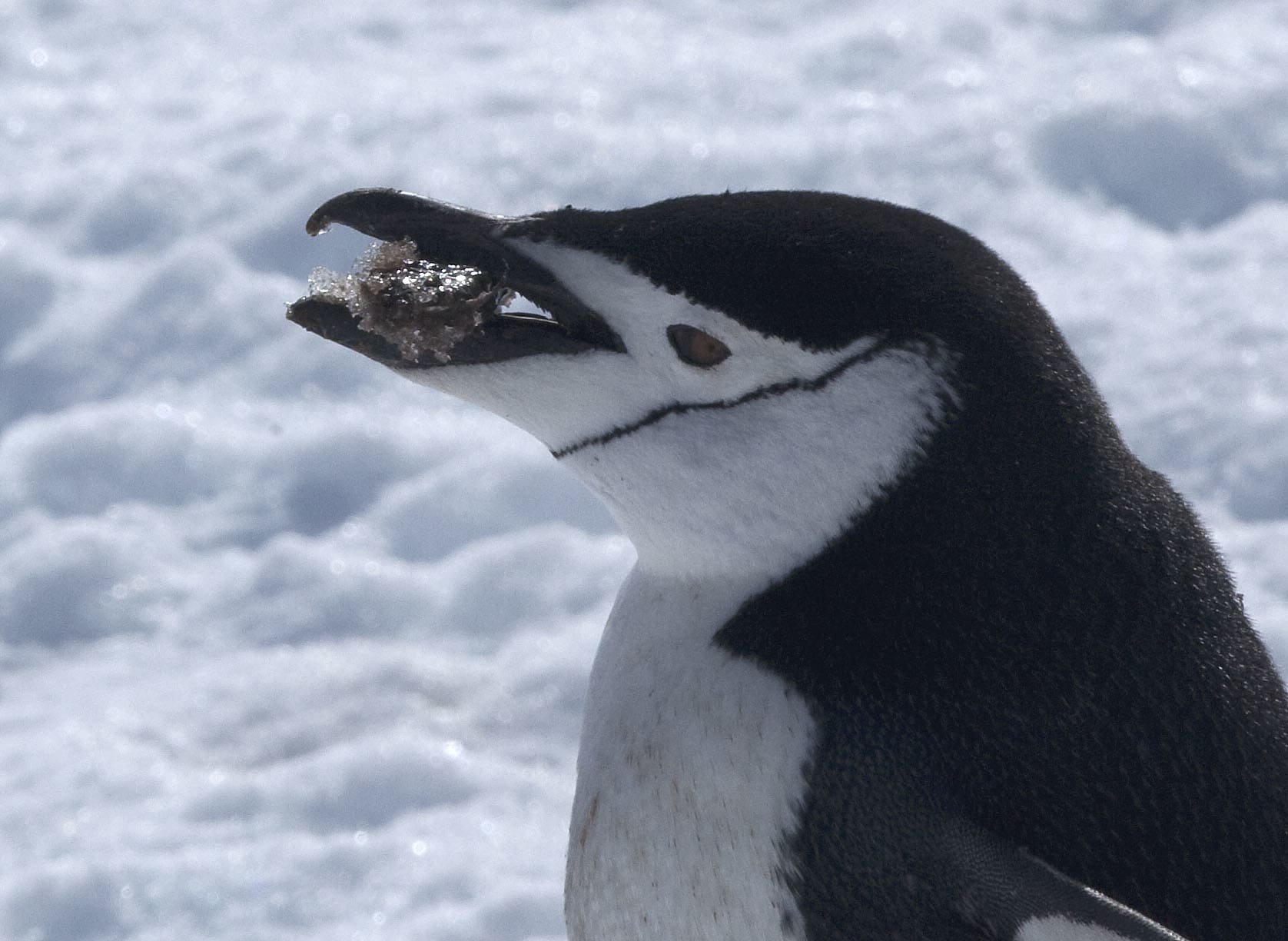 Zügelpinguin mit Futter