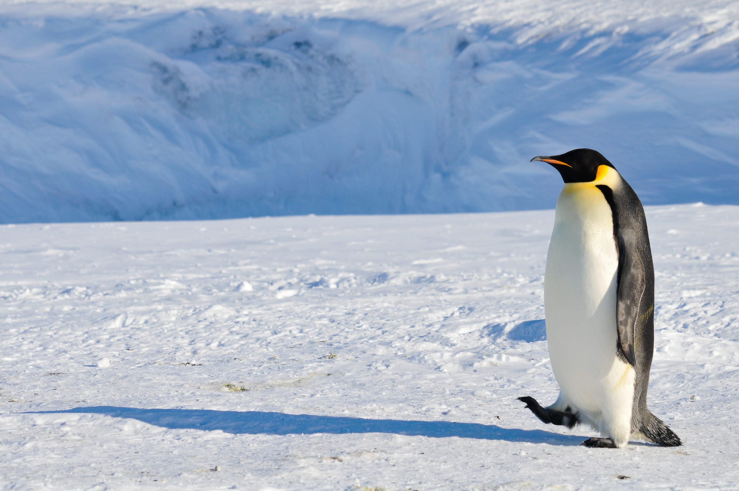 Pinguino imperatore