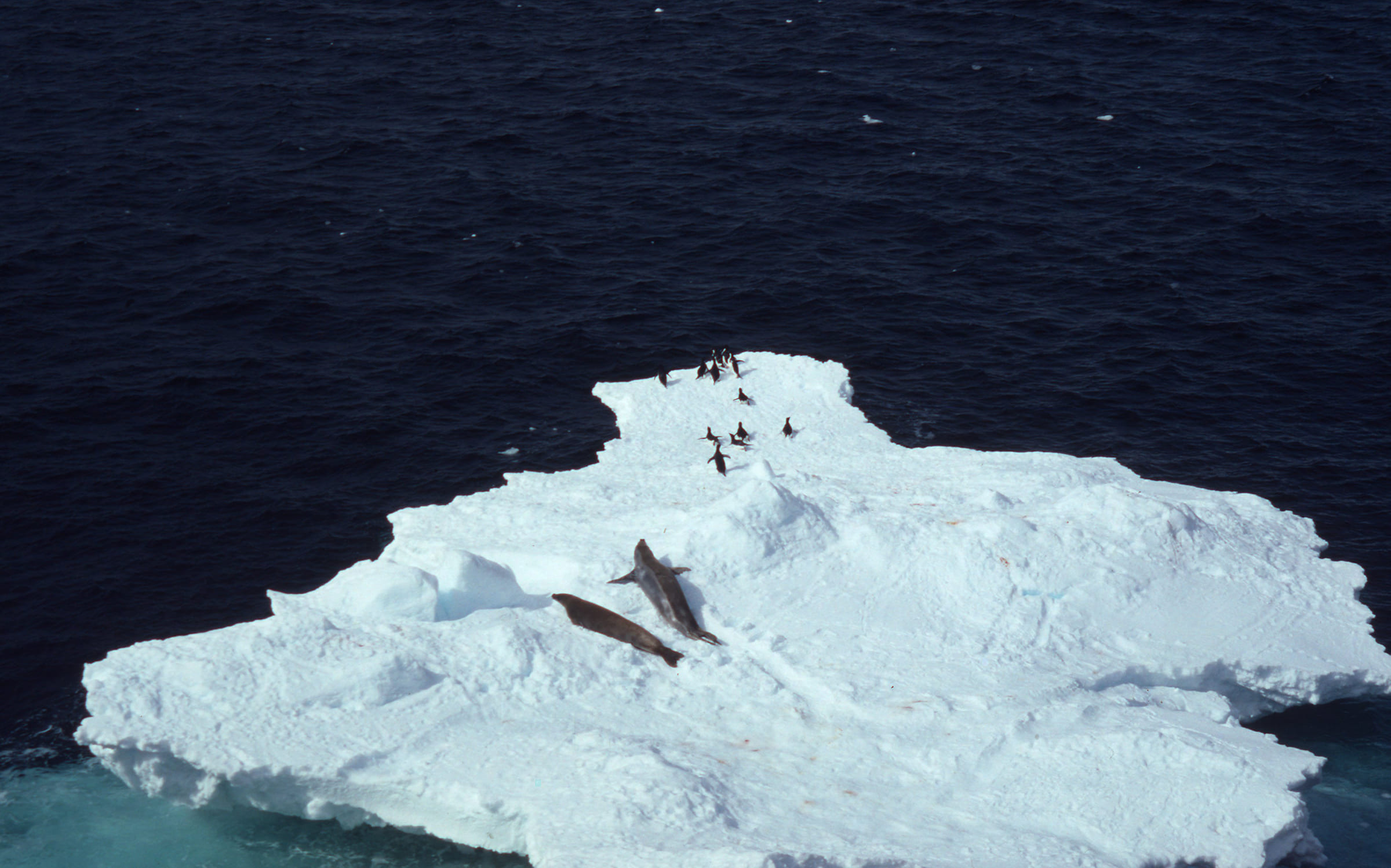 Pinguini di Adelia sul ghiaccio galleggiante