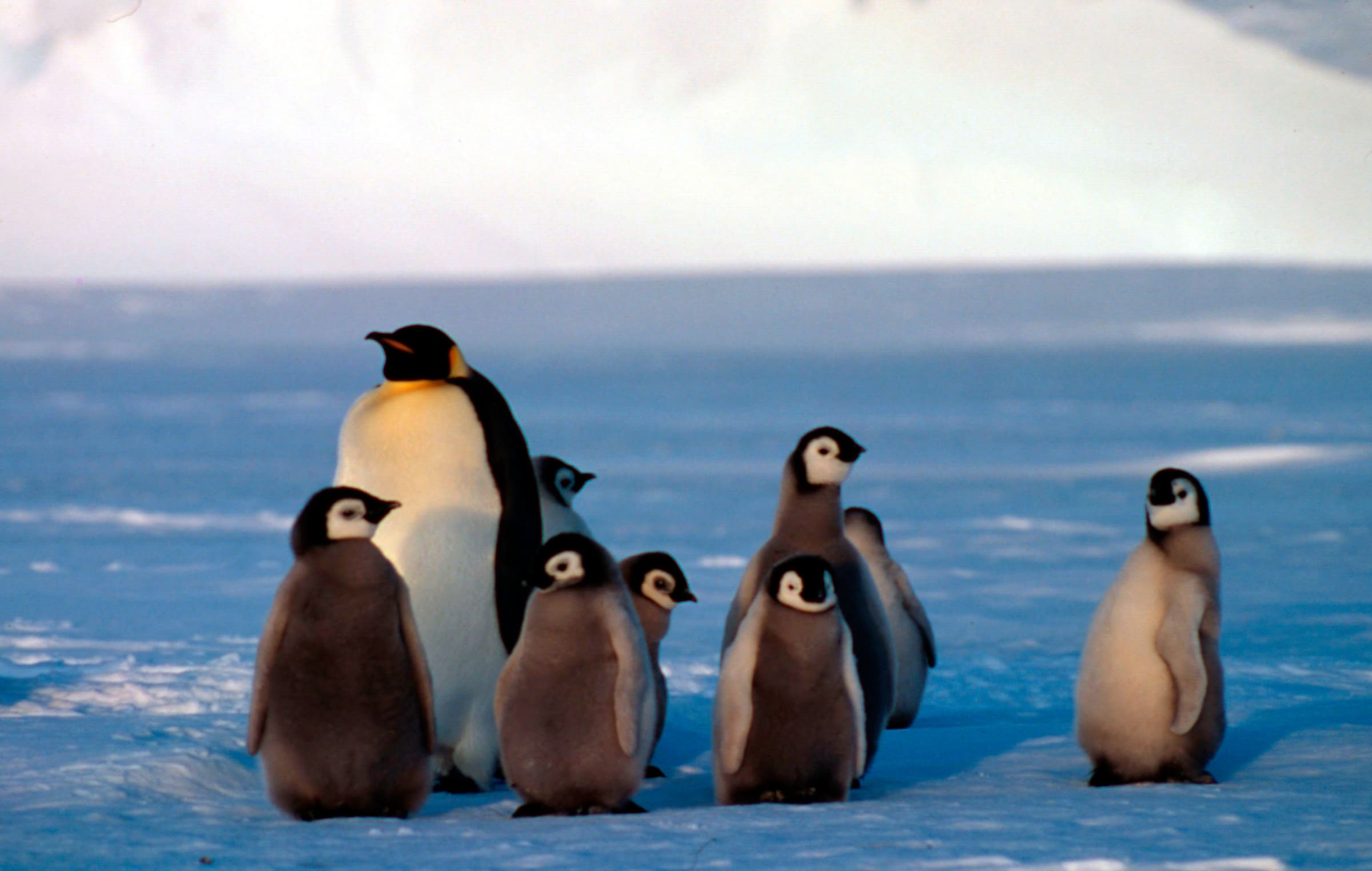 Pinguino imperatore con piccoli