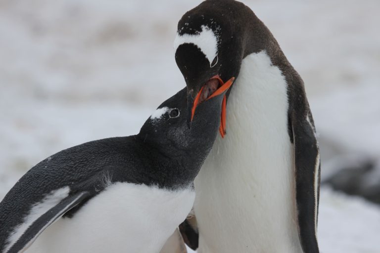 Eselspinguine