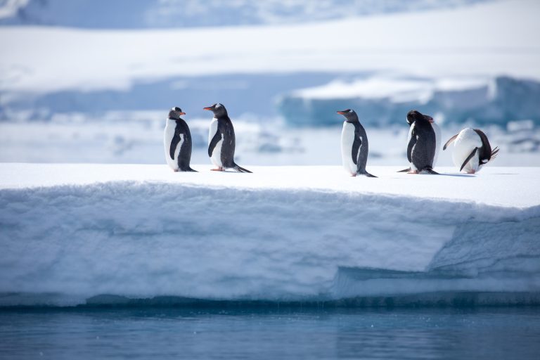 Eselspinguine