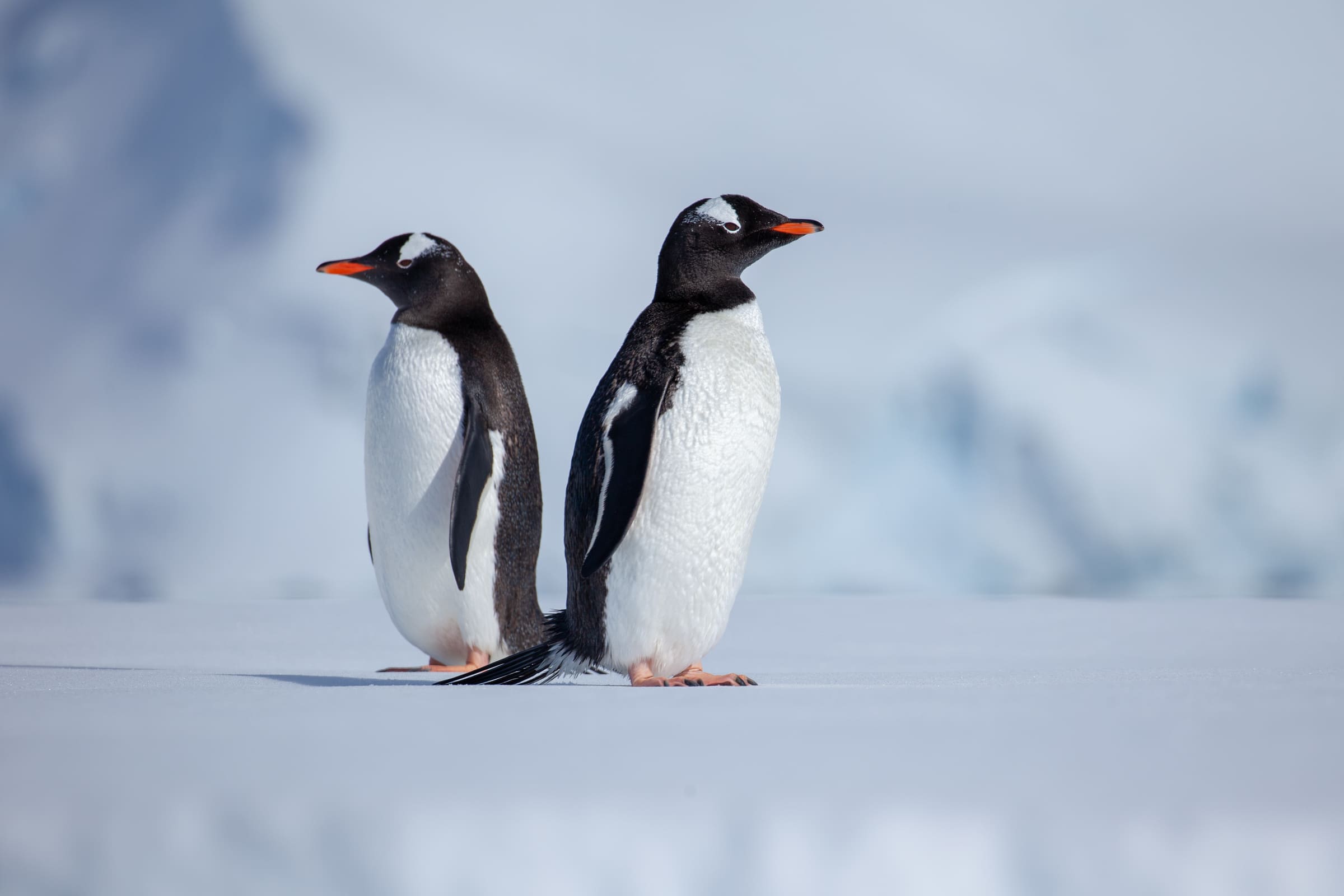 Eselspinguine