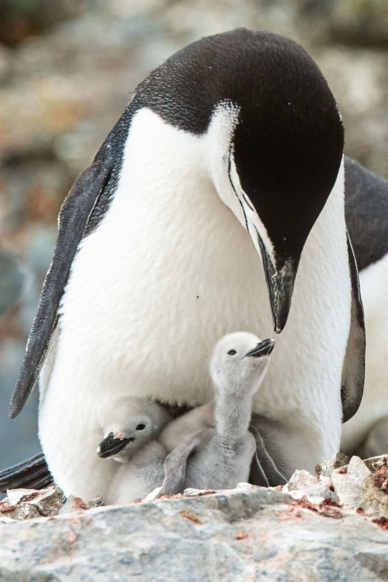 Pigoscelide antartico con pulcini