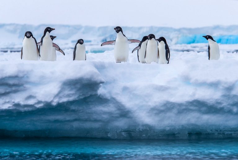 Adeliepinguine