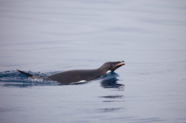 Pinguino di Adelia che nuota