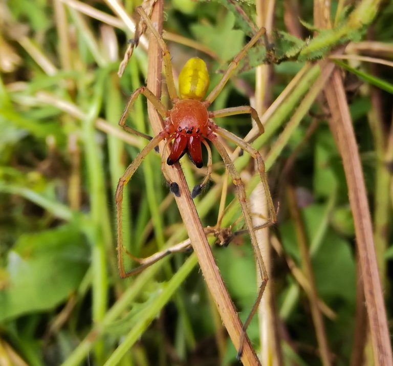 Une cheiracanthium punctorium