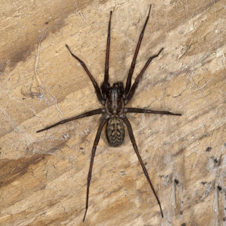 Tegenaria domestica