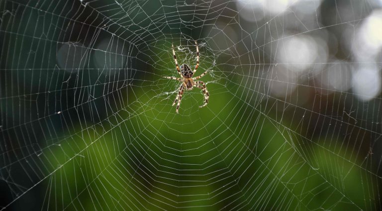 Spinne im Netz