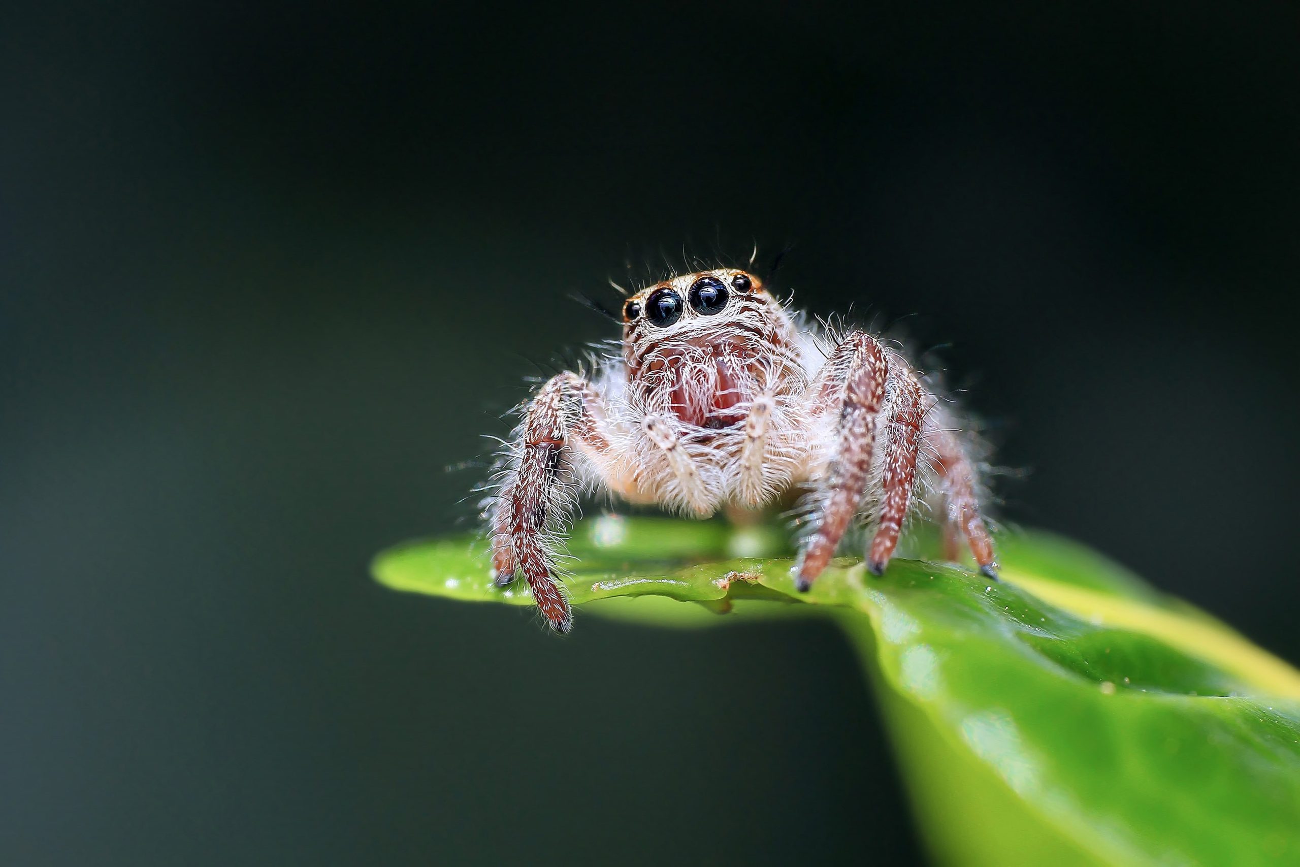 Araignée sauteuse