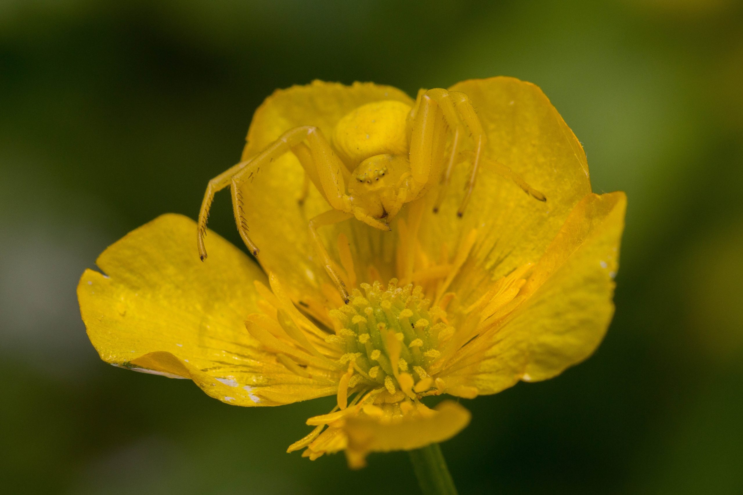 Misumena vatia