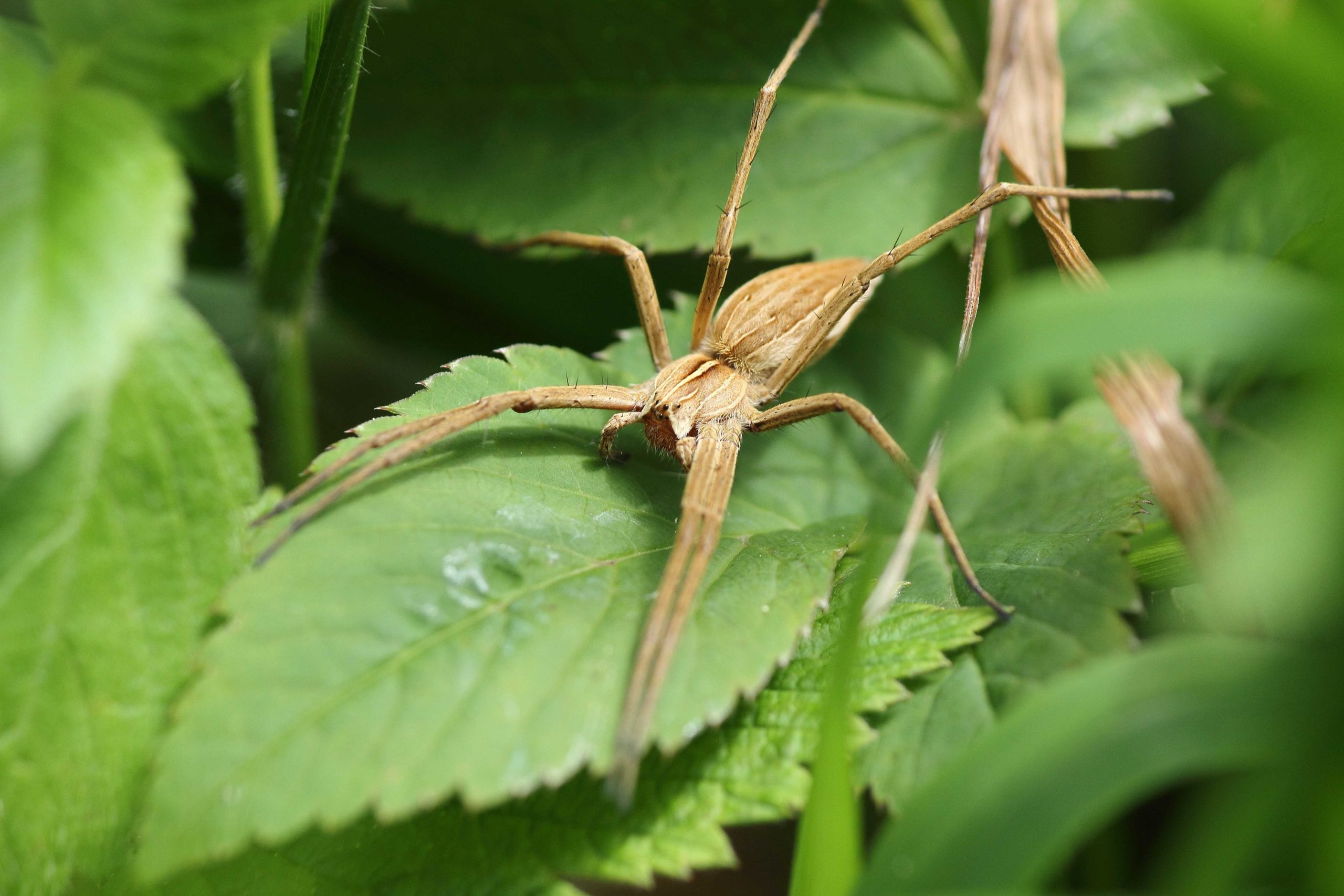 Pisaura mirabilis