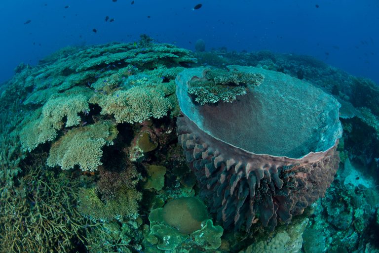 Una spugna gigante circondata da coralli e pesci in Papua Nuova Guinea.