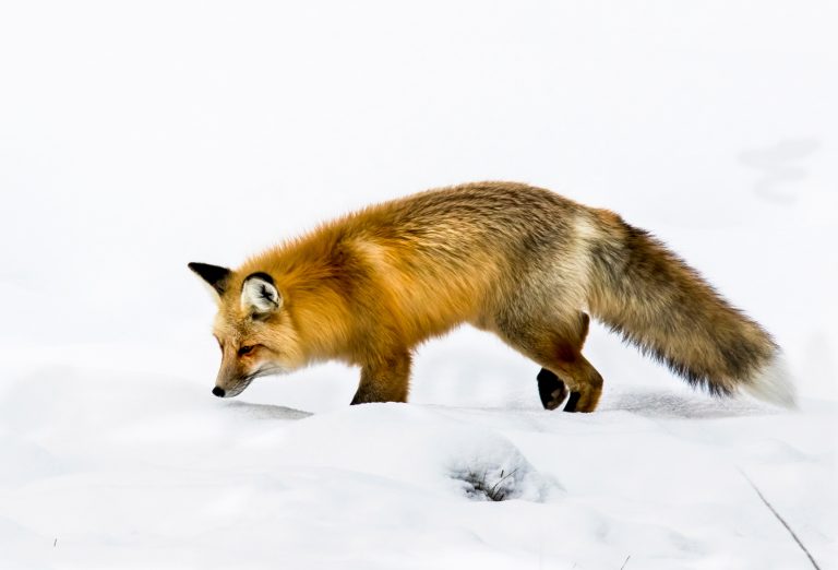 Un renard roux dans la neige du Parc National Yellowstone.