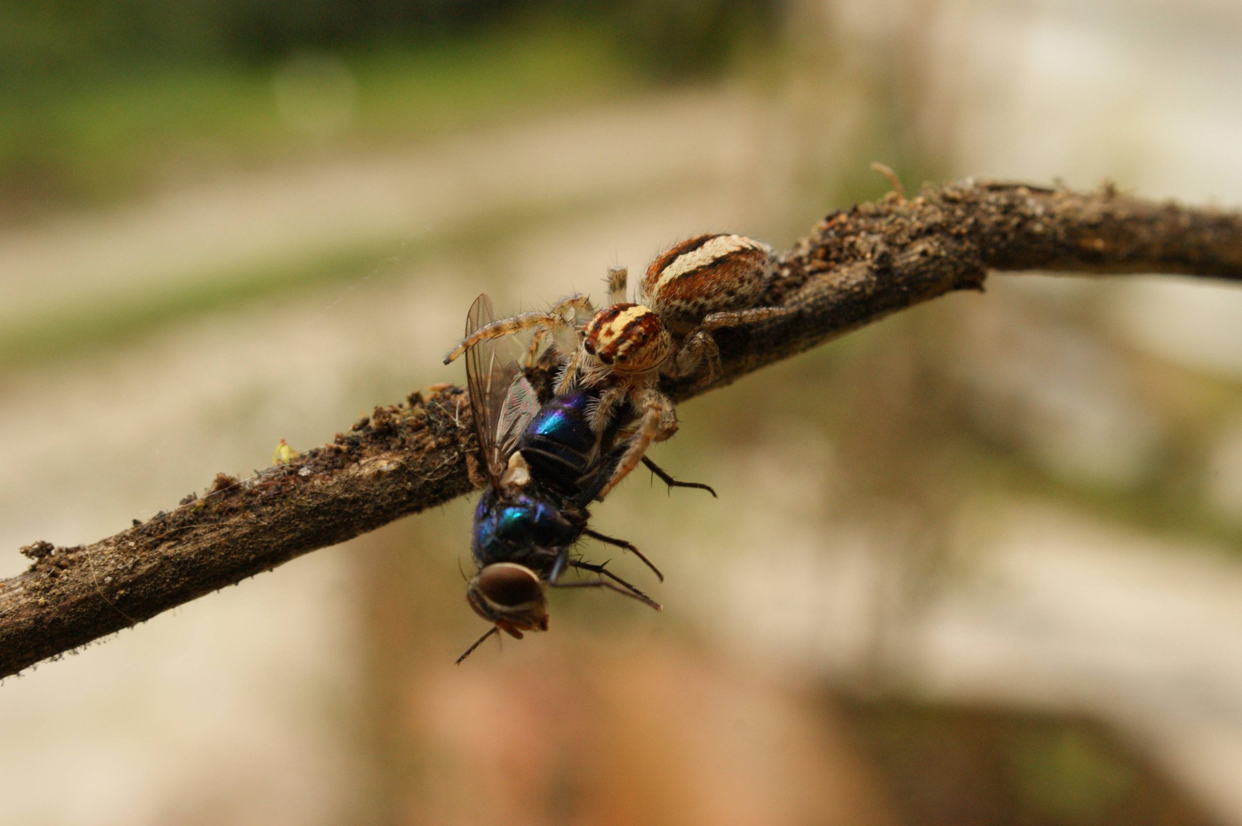 Une araignée avec sa proie