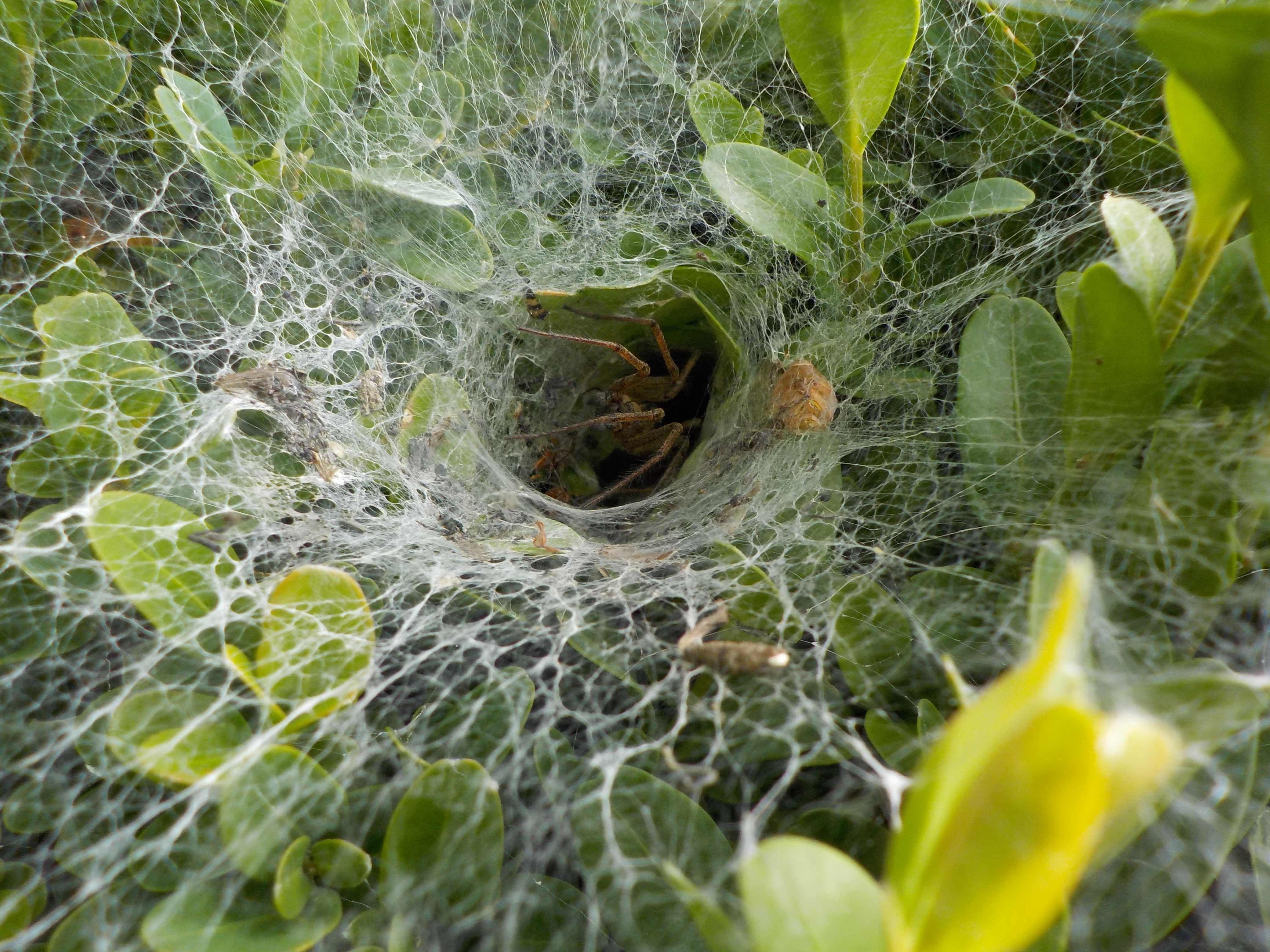 Un nid d'araignée