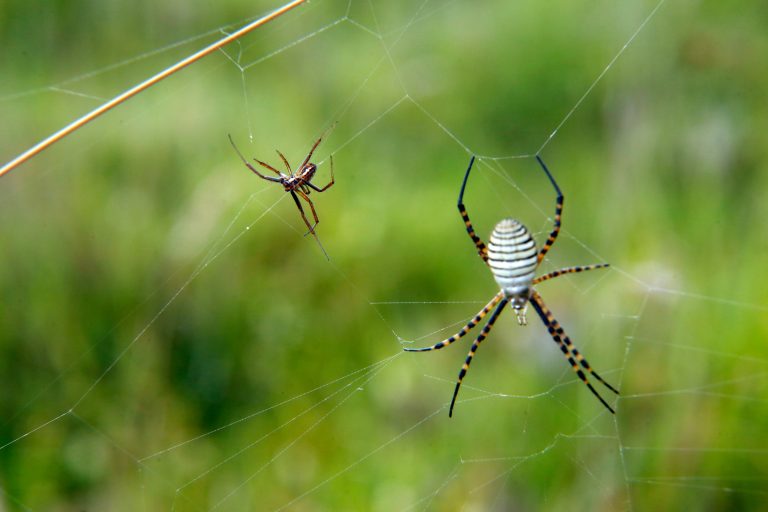 Un maschio e una femmina di Argiope fasciata