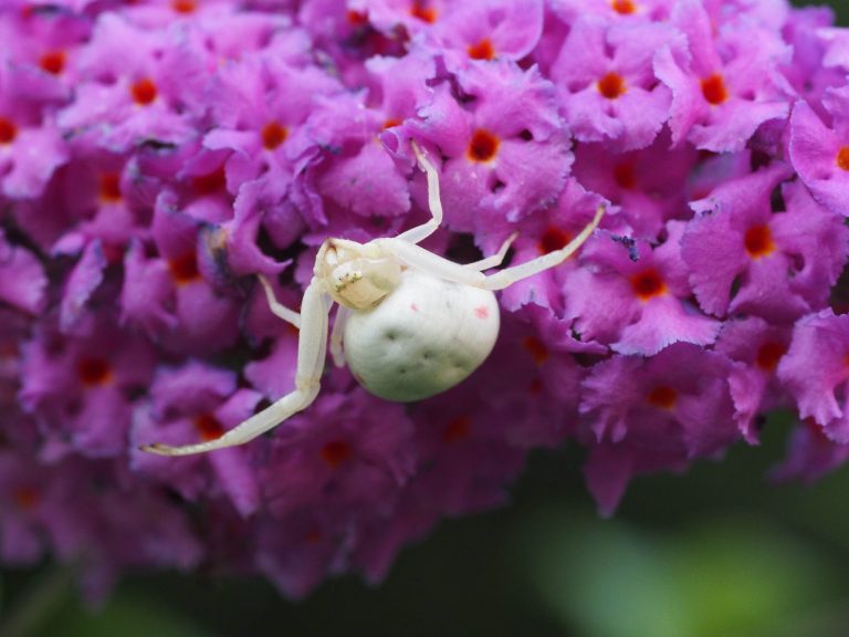 Veränderliche Krabbenspinne