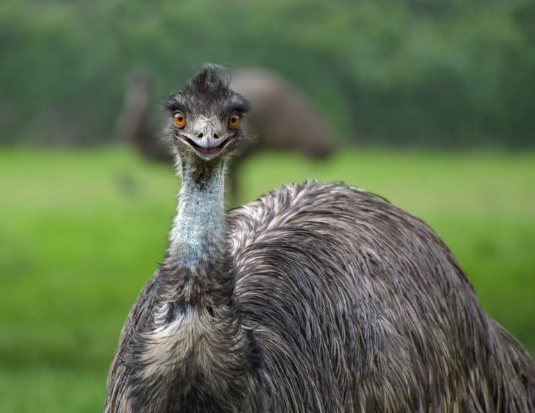 Emu in Australien