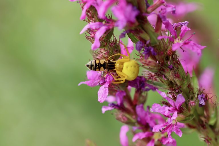 Veränderliche Krabbenspinne