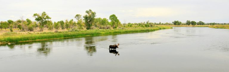 Ein Elch steht im Wasser.