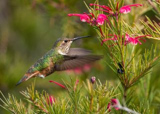 Ein Kolibri umschwirrt eine Blume.